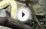 Huge albino Rock Python (Python molurus) at the zoo