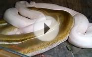 Huge Ivory & Titanium Snake Two Giant Reticulated Python