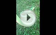Jayapura Green Tree Python outside