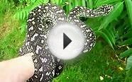 my adult male diamond x jungle carpet python