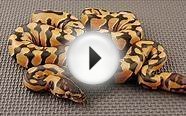 Nova, Nova Pastel, & Nova Super Pastel Ball Pythons