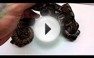 Pewter x Normal Ball Python