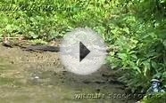 Pythons at Alligator Pond 04 - Dangerous Animals in