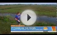 Pythons on the prowl Snakes take over Florida Everglades