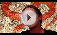 Reptile News: New Pit Viper hates Python ban