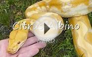 Reticulated Python MorphsRetic Morph Types..85 Photos