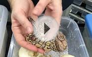 Some cool ball python clutches hatching and the