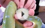 Sorong GTP (Green Tree Python) enjoying a head rub