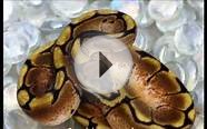 top ball python morphs