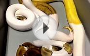 Wicked Pythons- Pied Ball Python Combos