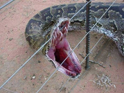 An 8 foot python as a pet?