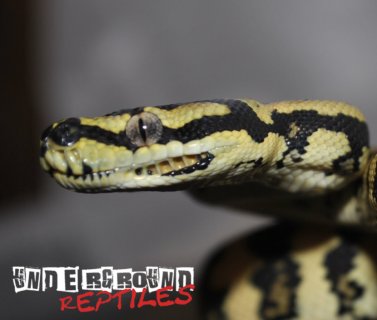 Baby Jungle Carpet Python For