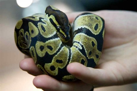 Ball snake in hand