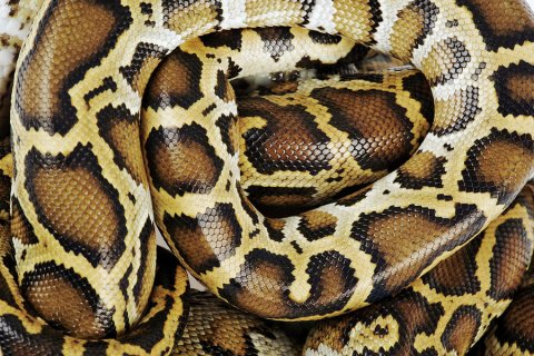 Burmese Python, Close Up