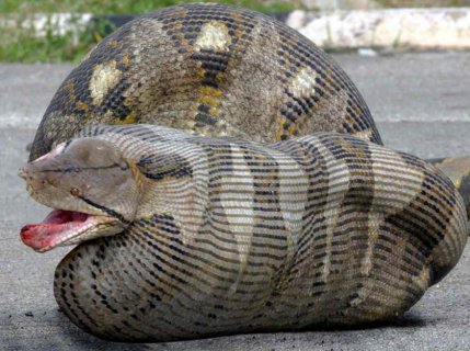 Burmese pythons are