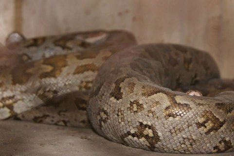 Burmese python for sale in