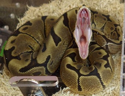 Ball Python Yawning