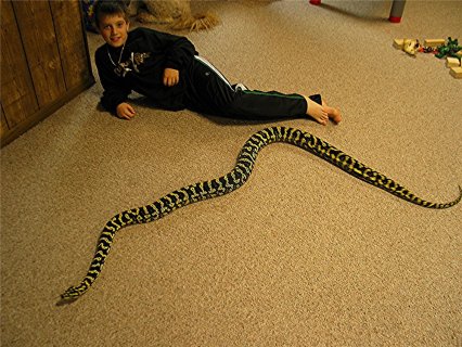 Big Jungle Carpet Python