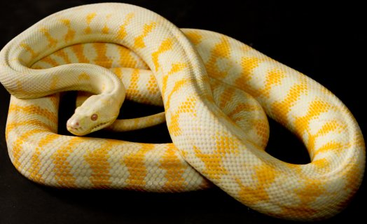 Albino Darwin Carpet Python