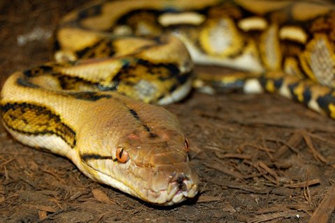 Tiger Reticulated Python by
