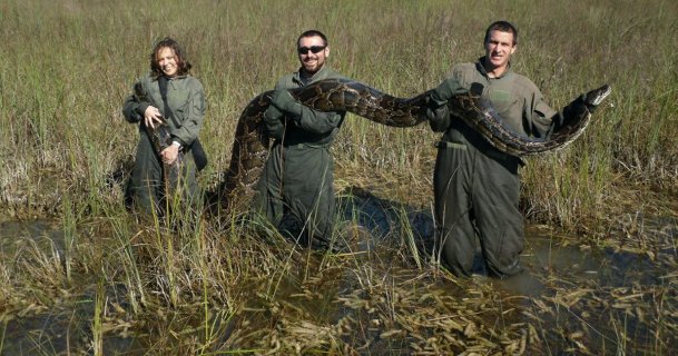 Florida puts bounty on pythons
