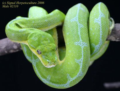 Common Name: Green Tree Python
