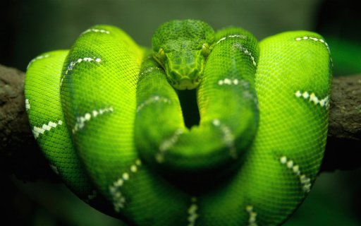 Download Green Tree Python