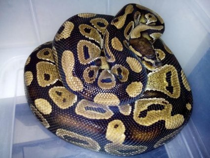 2x adult male ball pythons for