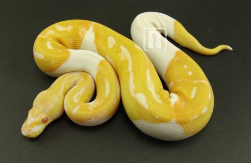 Albino Pied Ball Python