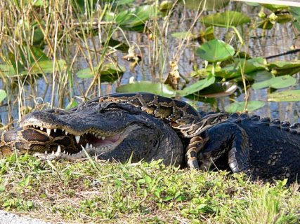An American alligator and a