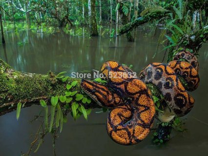 The forest python 40X30 Resin