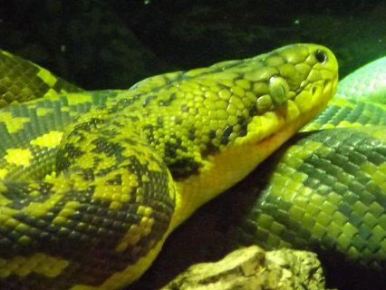 Python - Timor Python