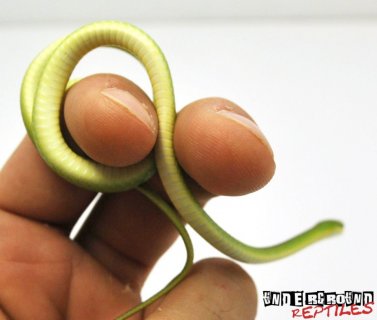 Rough Green Snake for Sale