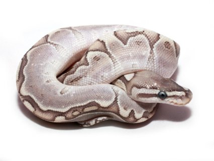 The Bamboo Ball Python is a
