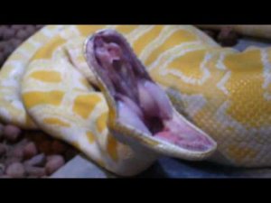 albino burmese python teeth