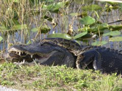 American alligator vs. Burmese python. © Lori Oberhofer/National Park Service