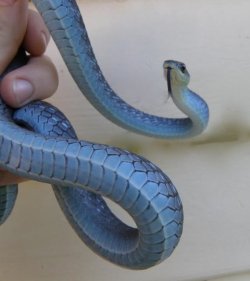 arctic blue green tree python for sale