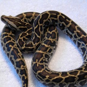 baby burmese python for sale