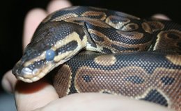 Ball python entering a shed.