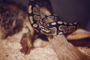 ball python pet ownership