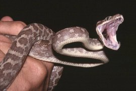 ball python teeth size