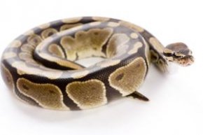 Ball pythons get their name from their habit of coiling into a ball when they're scared.