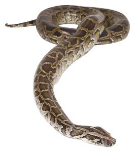 Ball pythons receive their name from their habit of curling into a ball when scared.