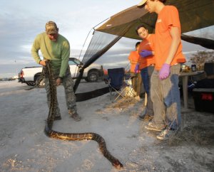 Bill Booth of Bradenton, Fla., stretches out a dead Burmese python on Jan. 19, 2013. He caught the reptile for students from the University of Florida to measure in the Florida Everglades as part of the month long