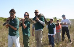 Burmese python captured in Everlades, Florida