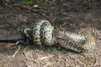 burmese python eats alligator