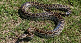 burmese-pythons-invading-everglades