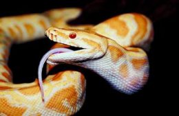 Captive Burmese pythons grow quickly when fed a steady diet of rodents.
