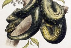 Carpet Python - Morelia spilota