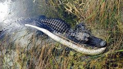 Everglades National Park officials posted this picture on their Facebook page after an alligator was found eating a giant Burmese python. (Source: Everglades National Park)